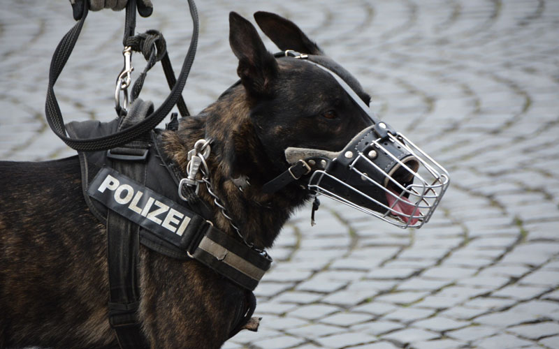 how-to-become-a-k9-trainer-bizarre-news